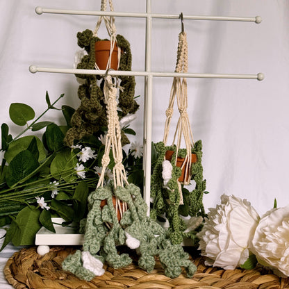 Hanging Plant WITH White Flowers